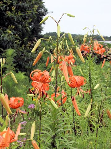 Lilium lancifolium