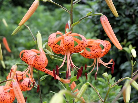 Lilium lancifolium