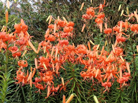 Lilium lancifolium