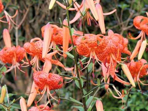 Lilium lancifolium