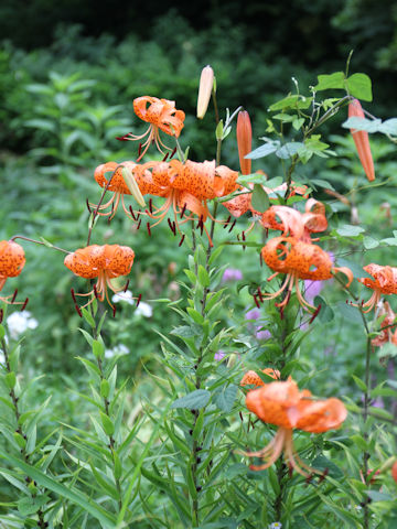 Lilium lancifolium