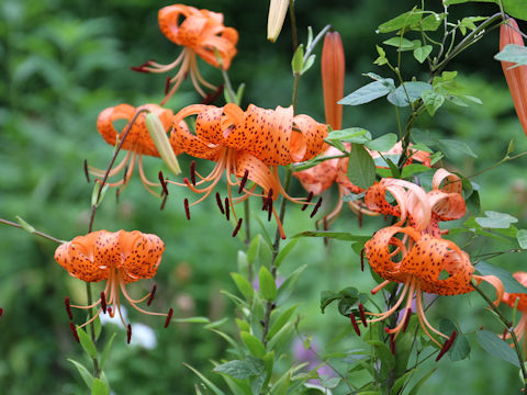 Lilium lancifolium