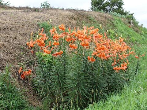 Lilium lancifolium