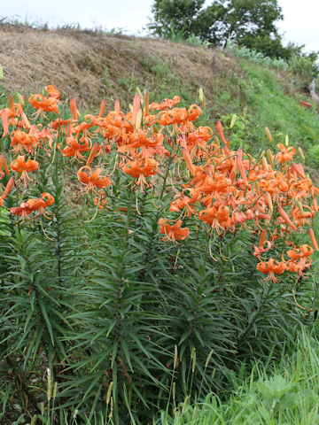 Lilium lancifolium