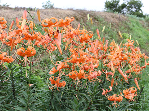 Lilium lancifolium