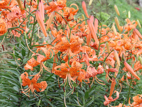 Lilium lancifolium