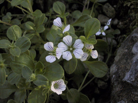 Gypsophila cerastioides