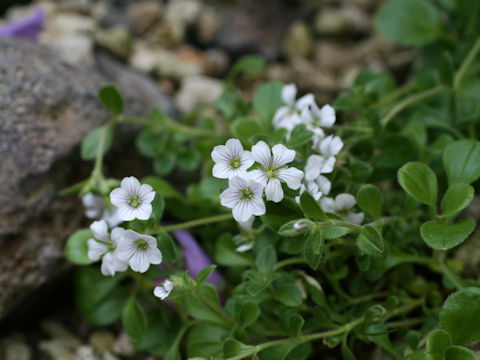 Gypsophila cerastioides