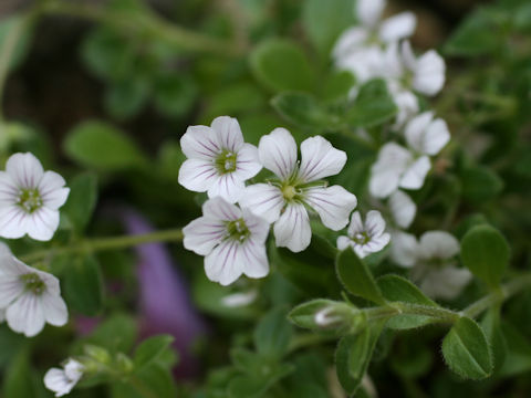 Gypsophila cerastioides