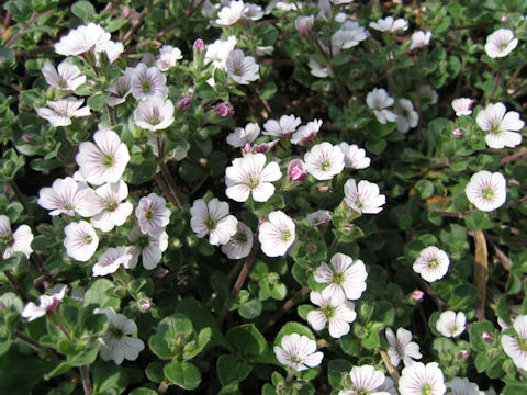 Gypsophila cerastioides