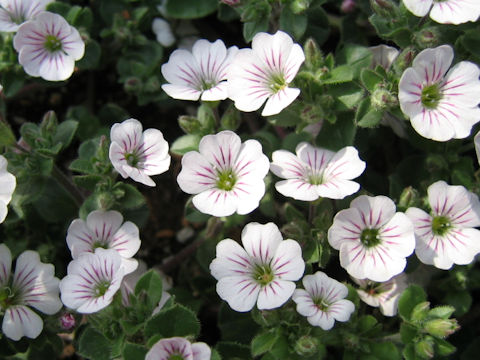 Gypsophila cerastioides