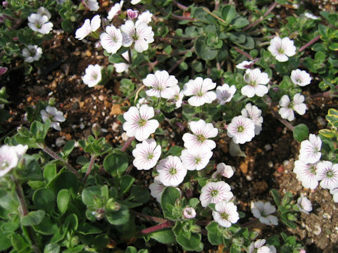 Gypsophila cerastioides