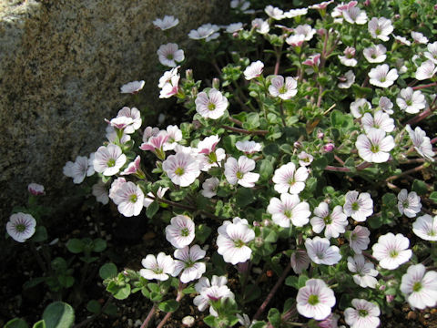 Gypsophila cerastioides