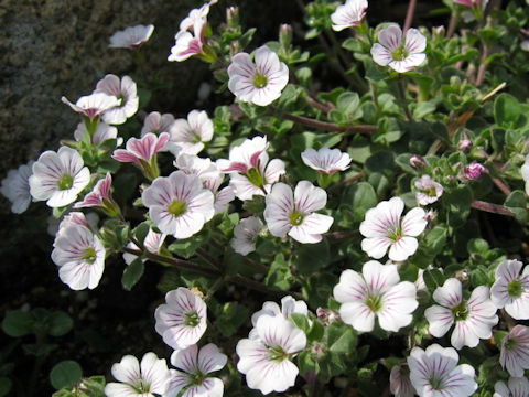 Gypsophila cerastioides