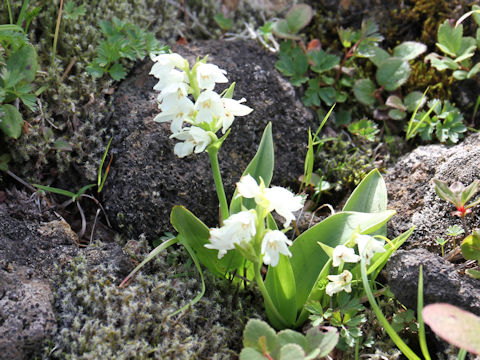 Orchis fauriei