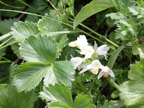 Orchis fauriei