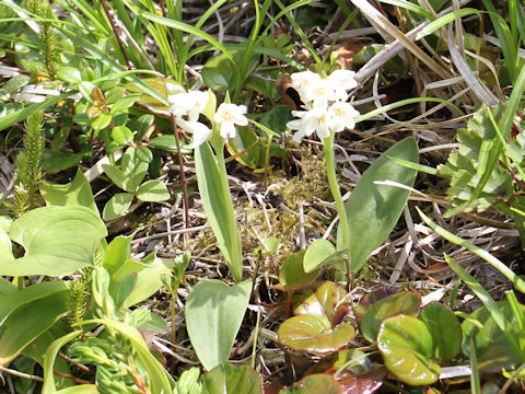 Orchis fauriei