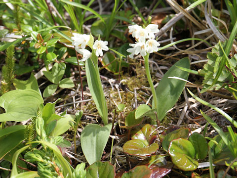 Orchis fauriei