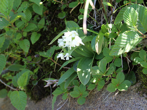 Orchis fauriei