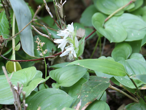 Orchis fauriei