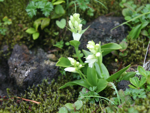 Orchis fauriei