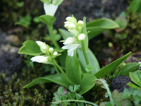 Orchis fauriei