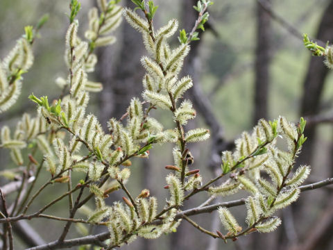 Salix sachalinensis