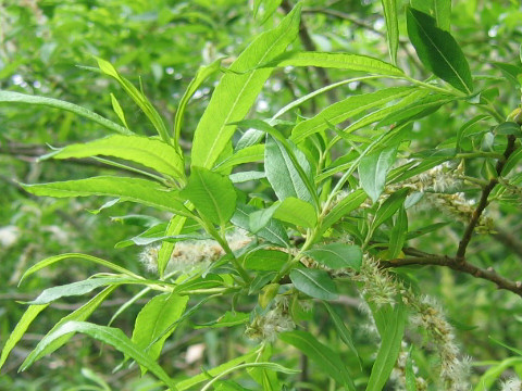 Salix sachalinensis