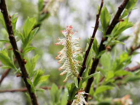 Salix sachalinensis