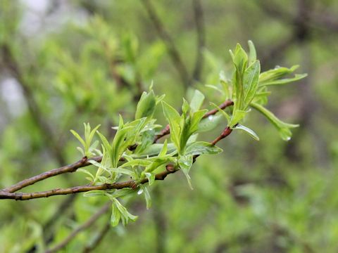 Salix sachalinensis