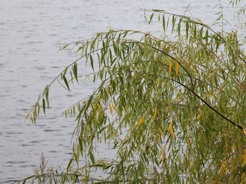 Salix sachalinensis