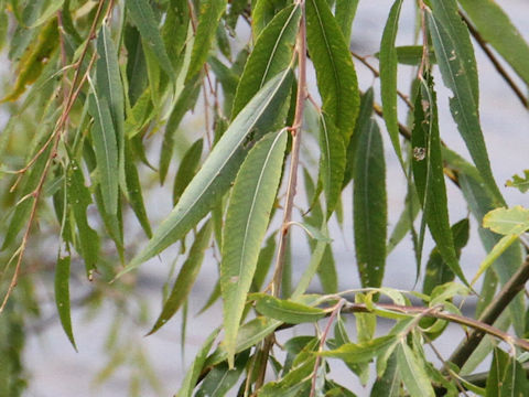 Salix sachalinensis