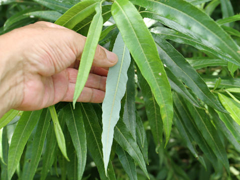 Salix sachalinensis