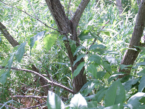 Salix sachalinensis