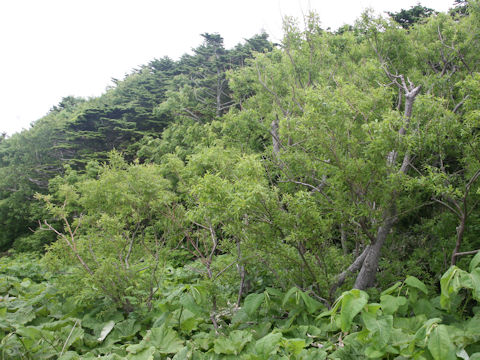 Salix sachalinensis