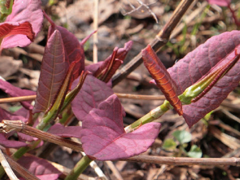 Reynoutria japonica f. compacta