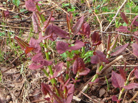 Reynoutria japonica f. compacta