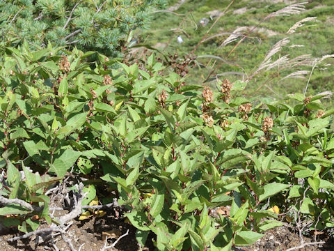 Reynoutria japonica f. compacta