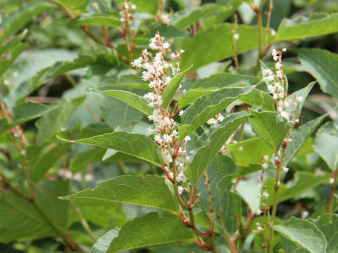 Reynoutria japonica f. compacta