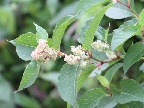 Reynoutria japonica f. compacta