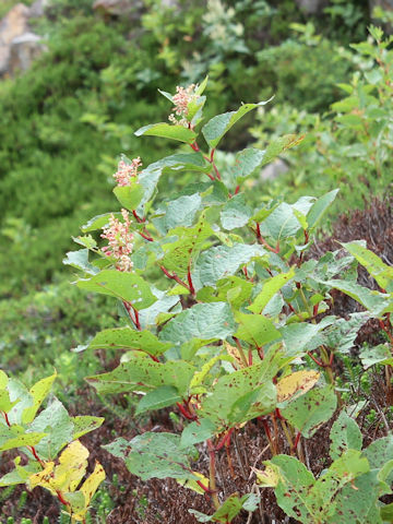 Reynoutria japonica f. compacta