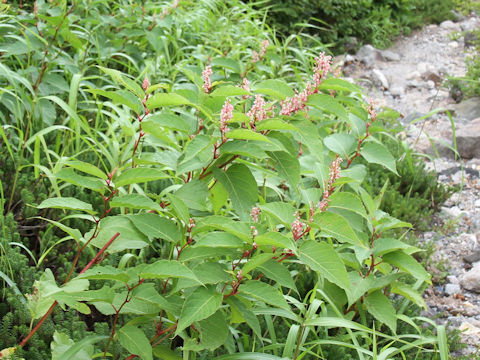 Reynoutria japonica f. compacta