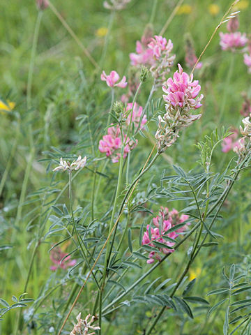 Onobrychis montana