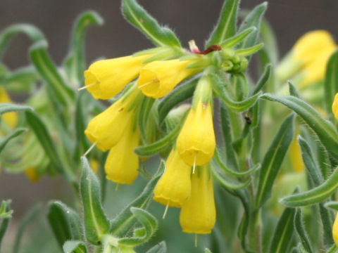 Onosma rigida