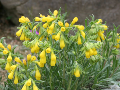 Onosma rigida