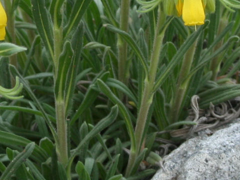 Onosma rigida