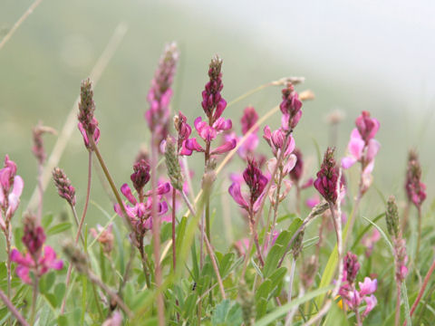 Onobrychis viciifolia