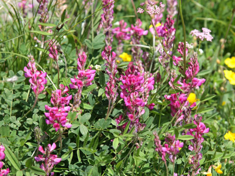 Onobrychis viciifolia