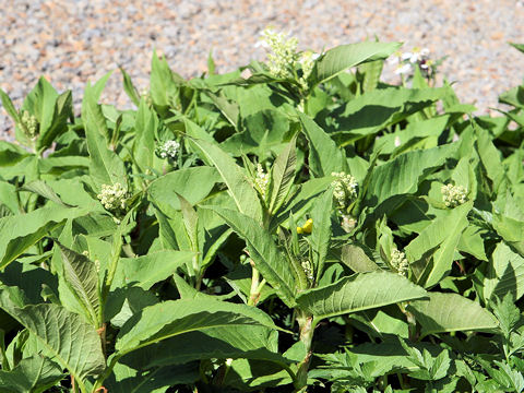 Pleuropteropyrum weyrichii var. alpinum