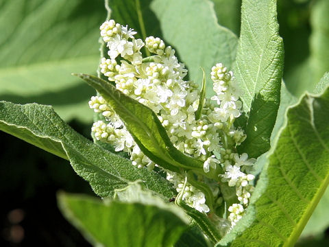 Pleuropteropyrum weyrichii var. alpinum